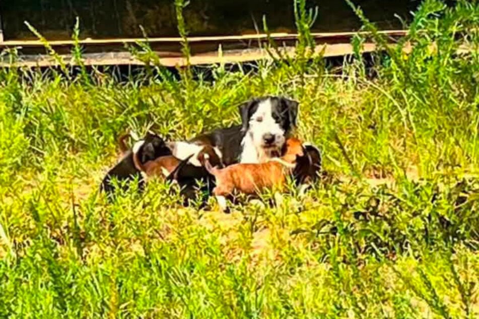 Bernards Hunde-Mama wurde bei einem Auto-Unfall getötet.