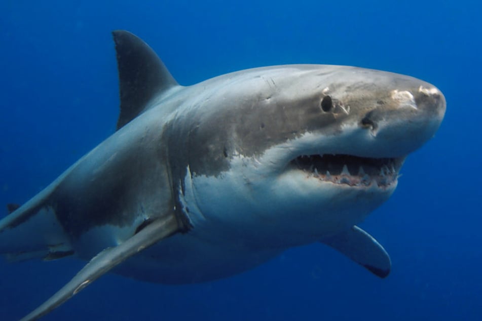 Shark attacks are extremely rare, but can be fatal when they do happen (stock image).