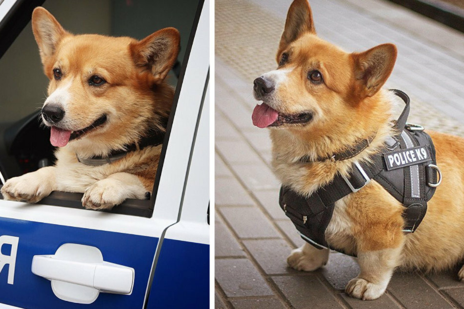 Wuff! Der Corgi war jahrelang ein wichtiges Mitglied der Polizei.