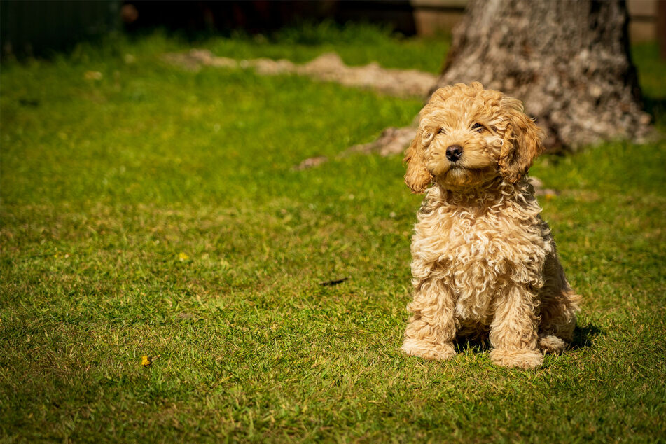 Poodles are curly-haired and incredibly sweet doggos.