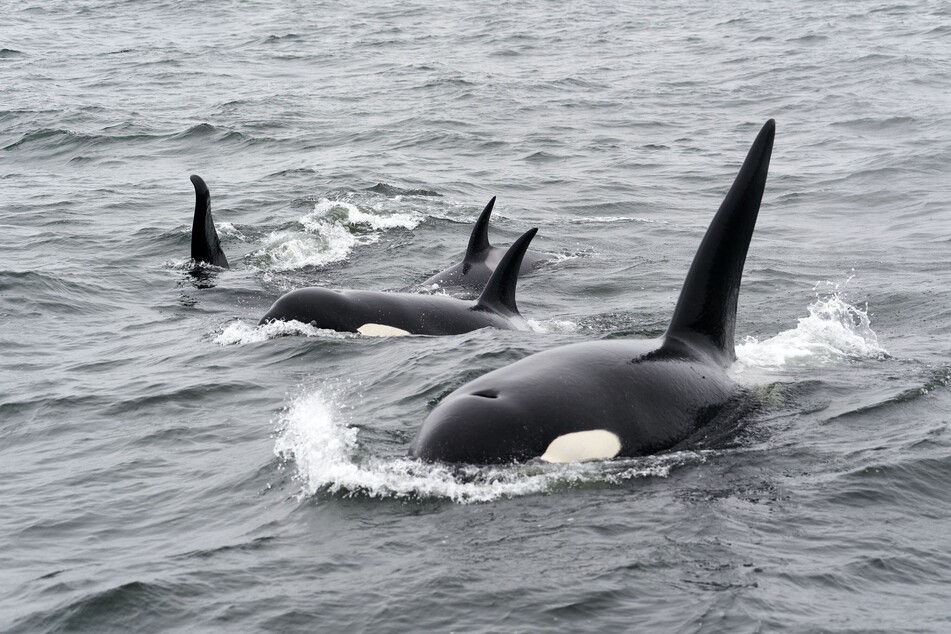 It seems like killer whales (pictured) around the world are getting a taste for shark.