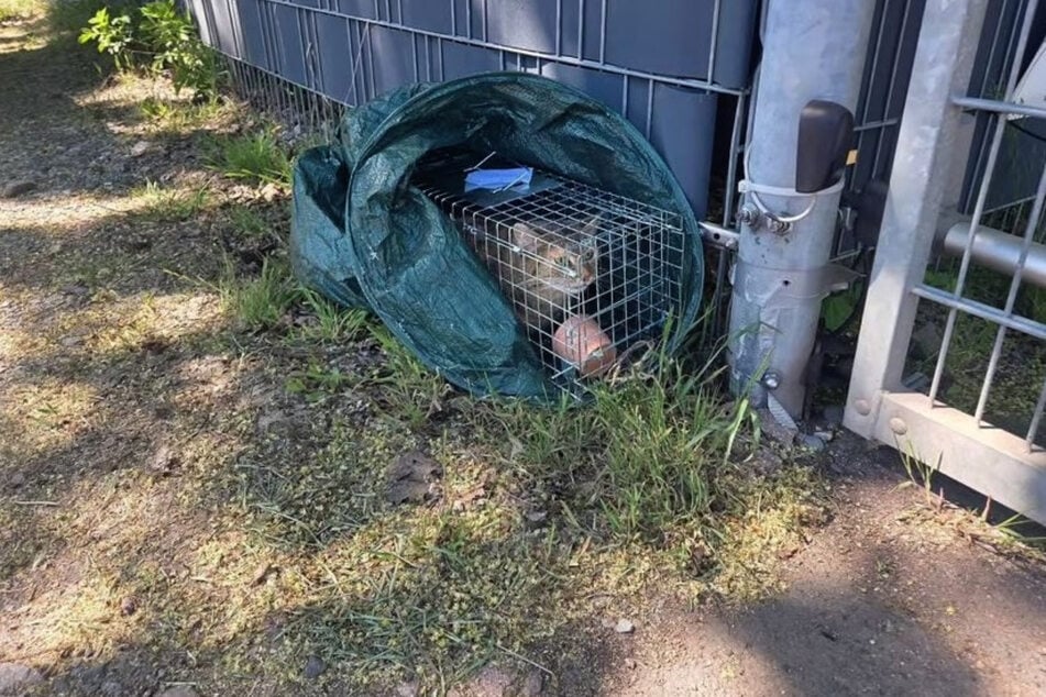 Geklingelt hat niemand. Die Katze hat selbst um Hilfe gerufen.