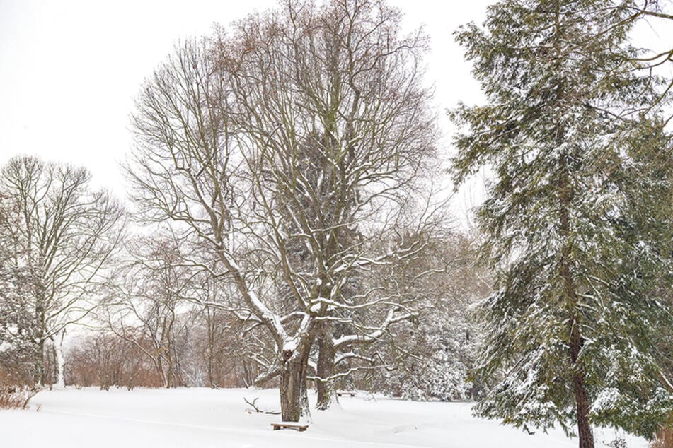 Die Winterlandschaft im Helfenberger Park wird erst einmal nicht durch das Rattern von Kettensägen gestört.
