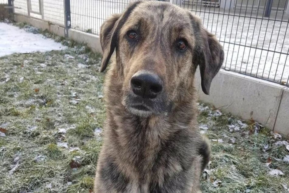 Ein Beißvorfall kostete den bereits als Welpen im Tierheim Wau-Mau-Insel lebenden Marck sein Zuhause.