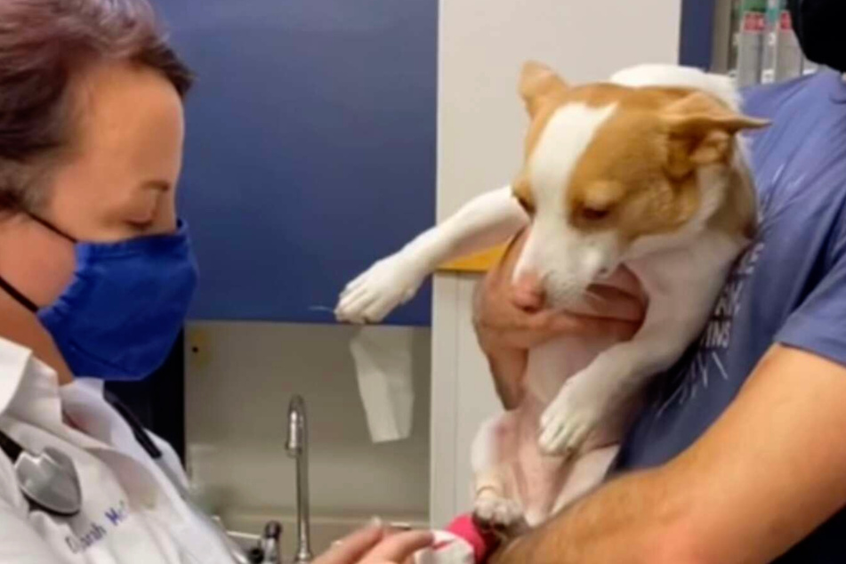 El perro tiritando de dolor: de repente, todos los veterinarios tienen que reír