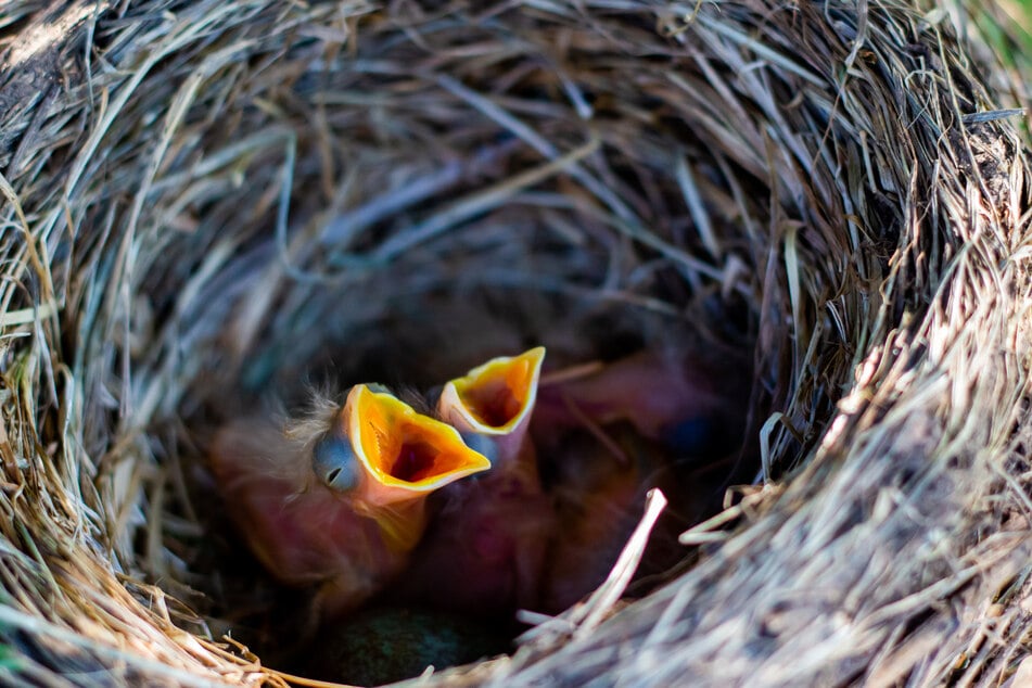 Direkt vor ihrem Fenster hatte sich eine Vogelfamilie eingenistet. (Symbolbild)