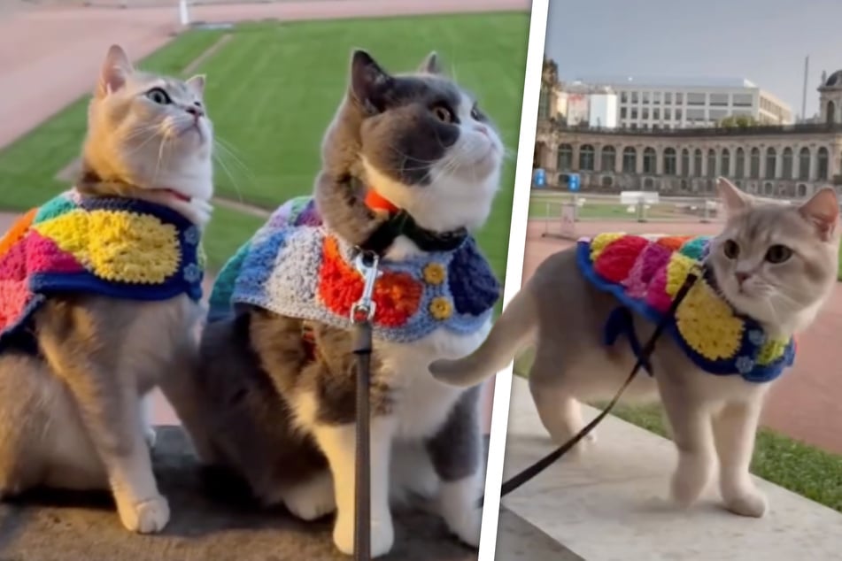 Katzenduo auf Weltreise: Louie & Todd entdecken Dresden