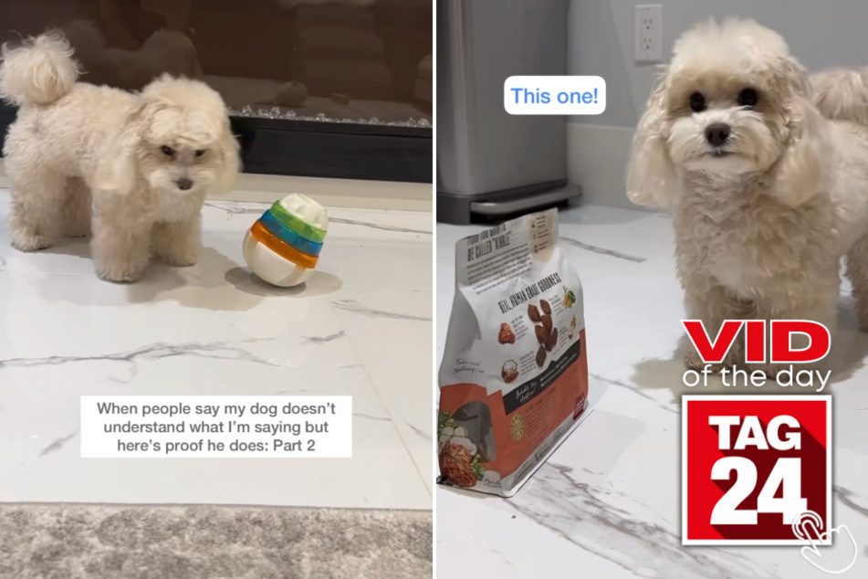 Today's Viral Video of the Day features a pup on TikTok who can understand almost everything his owner tells him!