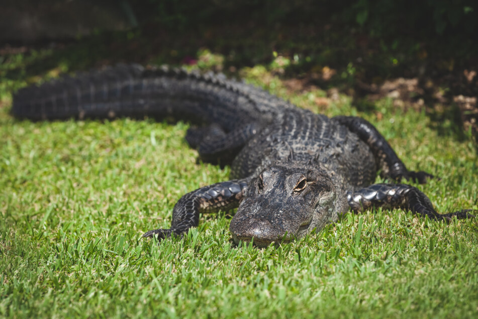 From a distance, the man mistook the predator's tail for a long dog leash (stock image).