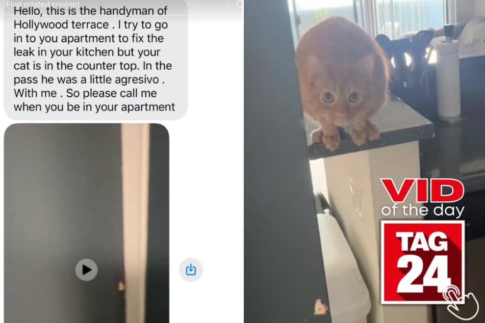 This orange cat went on full guard mode when a maintenance man came to fix a leak in his owner's apartment.