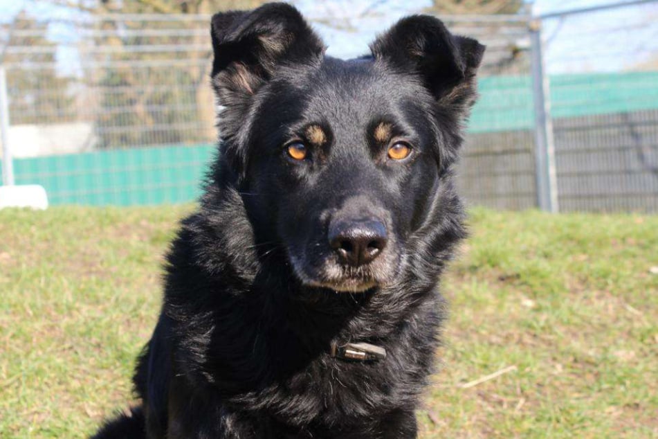 Schäferhund-Mischling Arthus aus dem Hamburger Tierheim ist auf der Suche nach einem richtigen Zuhause.