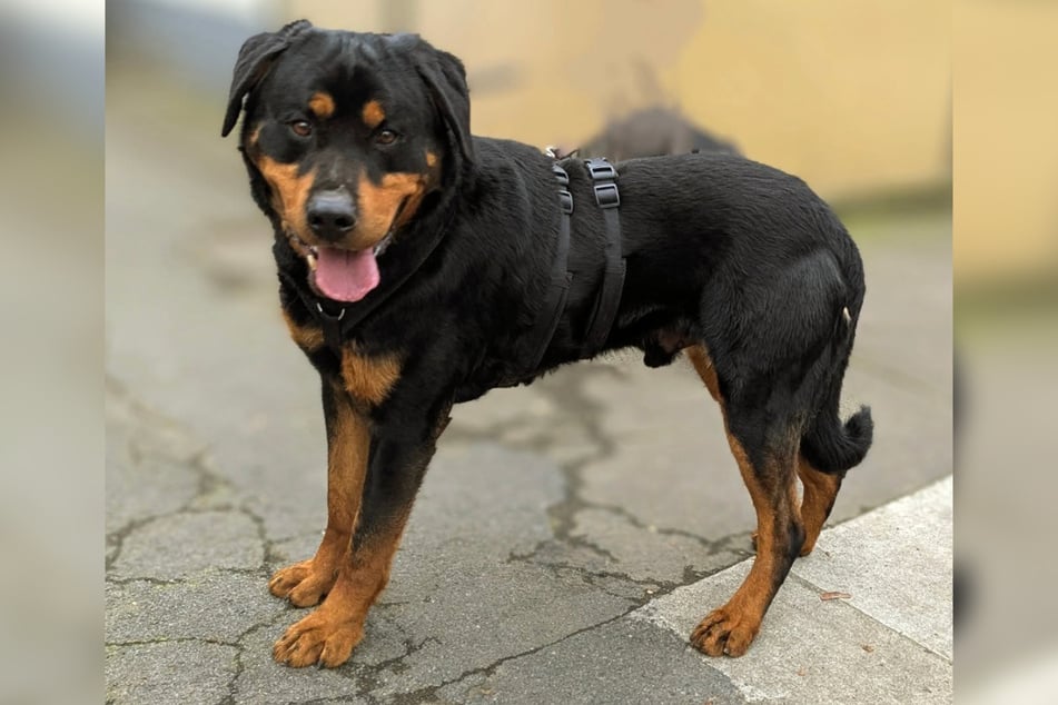 Rottweiler Campari ist am 23. Oktober 2018 geboren und damit sechs Jahre alt.