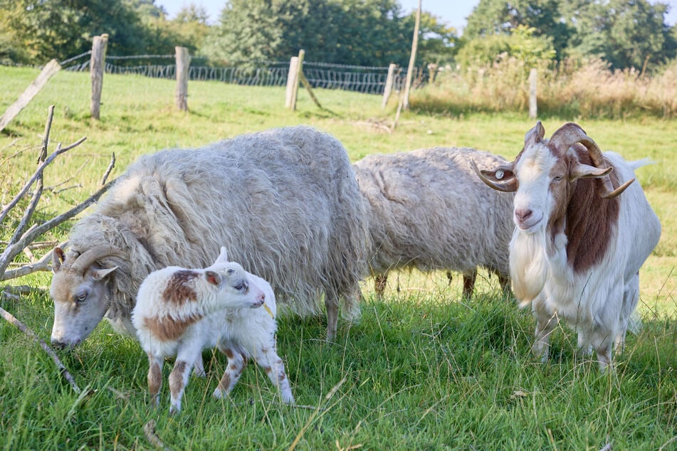 Schaf-Mama Selma (l.), das Junge Flumo und Ziegenbock Rune stehen auf einer Wiese. Nun steht fest, dass Rune doch nicht Flumos Vater ist.