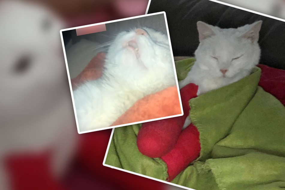 Verletzte Katze bekommt Spezial-Behandlung: So sehr genießt sie ihr Verwöhn-Programm