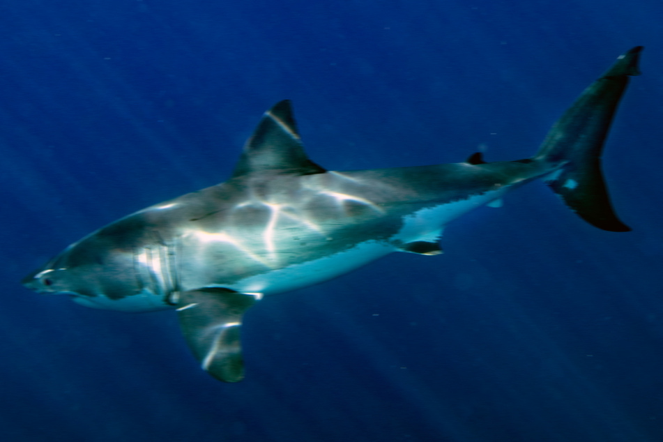 Weiße Haie stehen an der Spitze der Nahrungspyramide. Sie sind wichtig für ein funktionierendes Ökosystem.