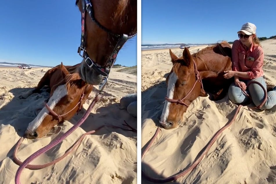 Niedliches Nickerchen von Pferd am Strand lässt Herzen schmelzen