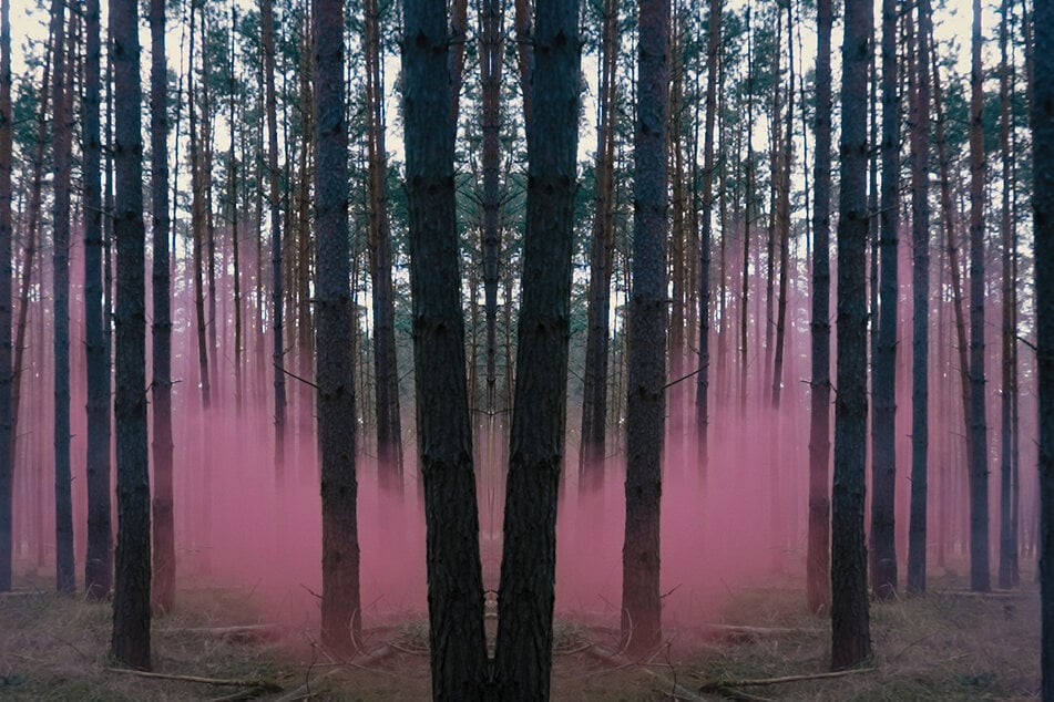 Ein Wald in rosa Rauch getaucht: symbolisch für den Serienmörder Wolfgang S.