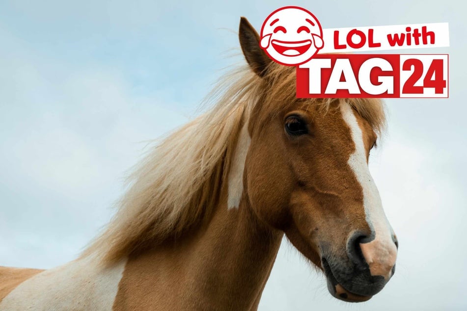 Joke of the Night for October 10, 2025: A funny that's horsing around