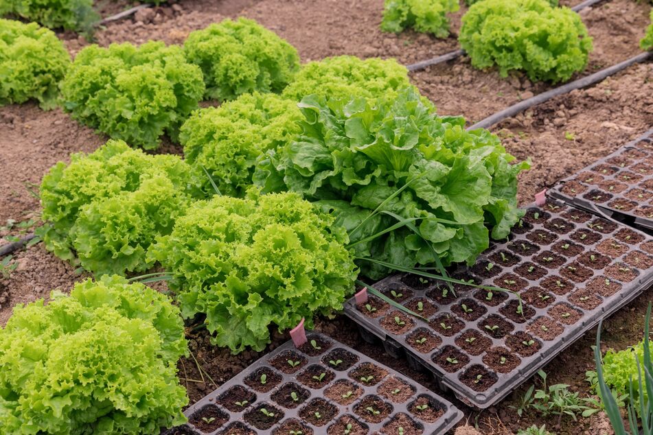 Das Gewächshaus ermöglicht ein früheres Pflanzen, sodass der Salat bald wieder groß, grün und saftig wird.