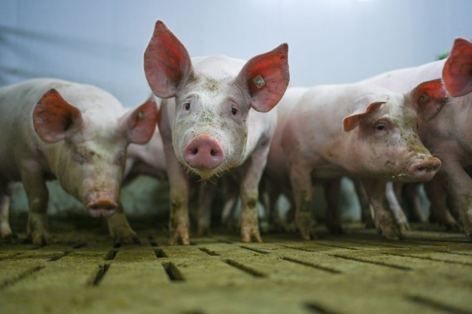 Für viele Schweine kam jede Hilfe zu spät. (Symbolbild)