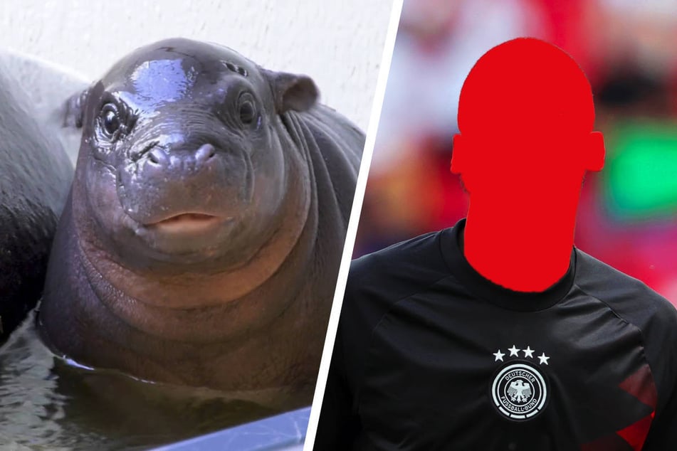 Berliner Mini-Hippo nach Fußball-Star benannt: Es heißt ...