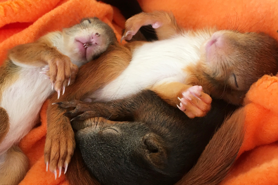 Insgesamt 40 Eichhörnchen-Babys hat das Nürnberger Tierheim in seiner Eichhörnchen-Auffangstation im vergangenen Jahr aufgepäppelt.