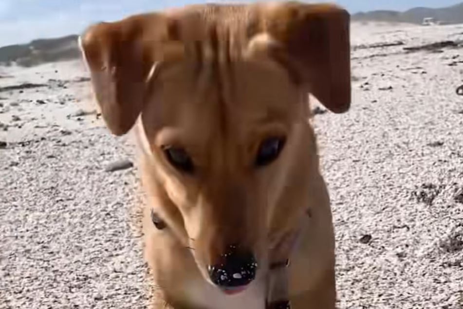 Ungefähr drei Jahre später ist Gunnar ein heller, glücklicher Hund.