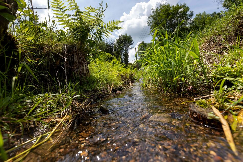 Durch die illegale Wasserableitung gelangten Pilze, Gülle und Fäkalien in den Dorfbach.