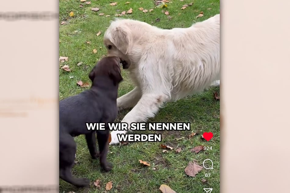 Familienhund Buddy soll die Kleine adoptiert haben. Nun sucht die Familie fleißig nach einem Namen.