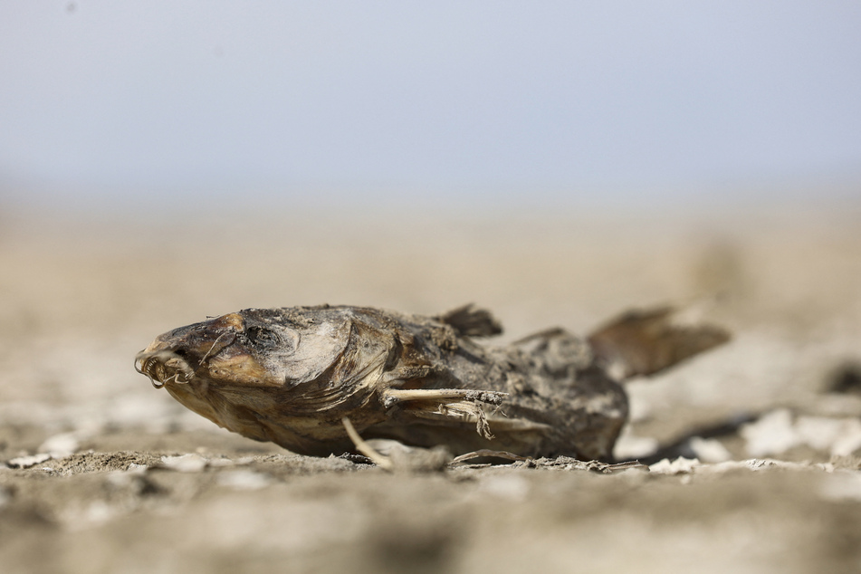 Heat and drought have drained these Mexican fish of all life.