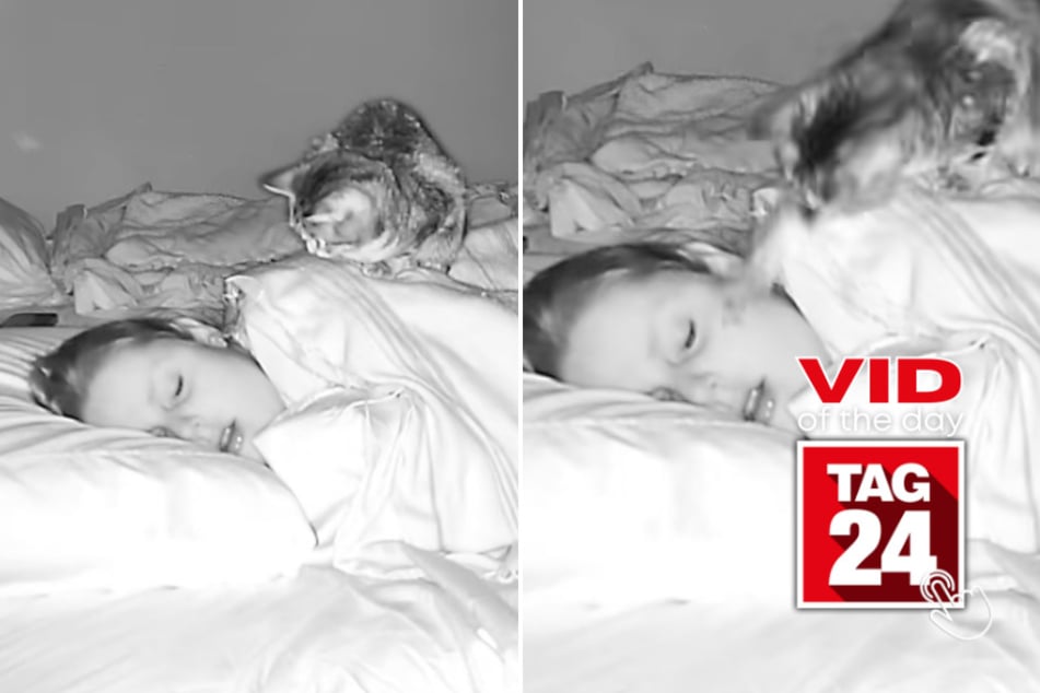 viral videos: Viral Video of the Day for March 26, 2026: Cat slaps sleeping owner awake in hilarious clip