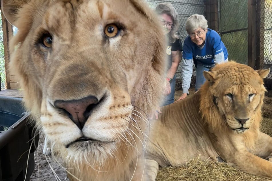 Florida liger loves to cuddle – but this lion-tiger mix suffers from health issues!