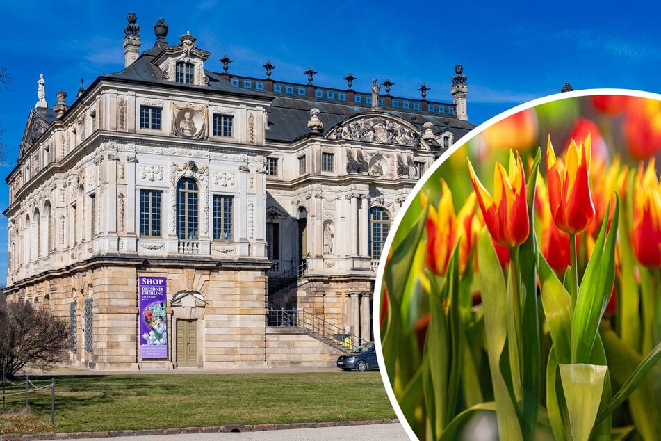 Dresden: 40.000 Pflanzen locken: Fantastische Blütenträume im Großen Garten