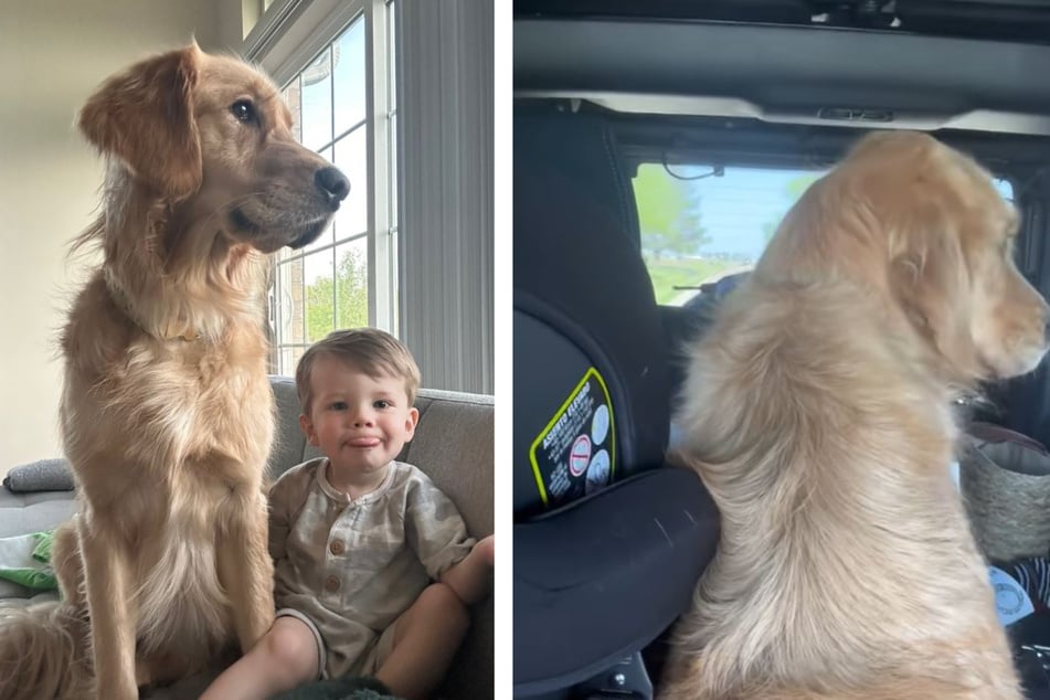 The reason this dog sits next to this toddler's car seat has the internet weeping.