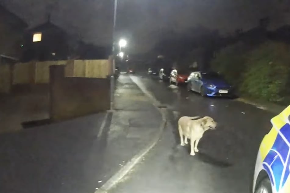 Sein zurückgelassener Labrador führte die Beamten direkt zum Haus des Flüchtigen.