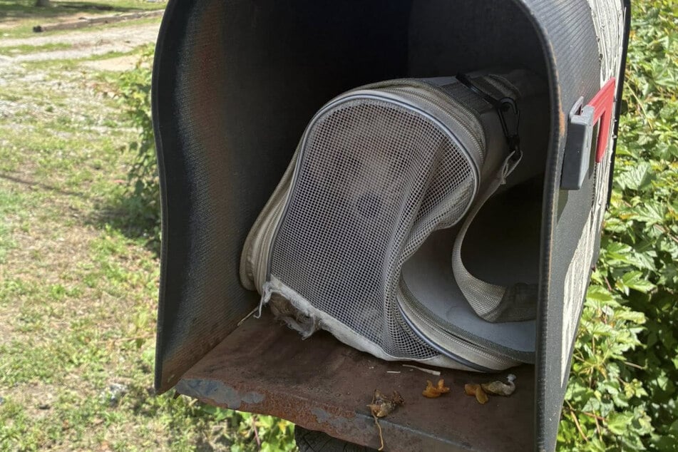 Dass sie diese Fellnase wirklich in einer Tasche in einem Briefkasten finden würden, hatten die Tierretter aus Richmond nicht für möglich gehalten.