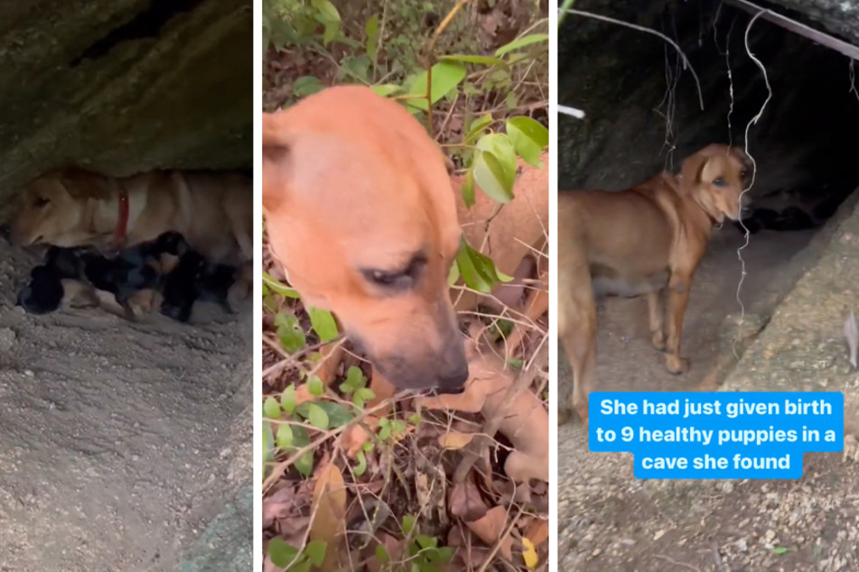 Two pregnant female dogs chose to stick together after being abandoned on the side of a busy road.