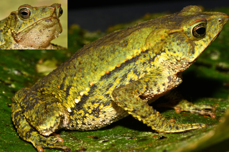 Das Bild zeigt eine Nasenkröte der neu entdeckten Art "Rhinella chullachaki". Diese Art zeichnet sich durch eine besonders lange Nase aus.