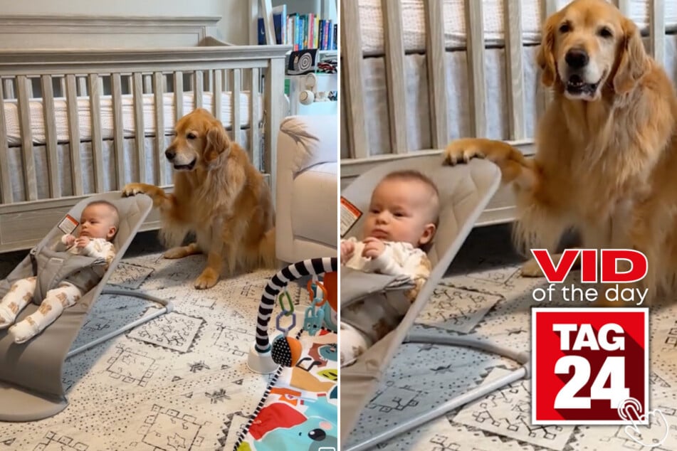 Today's Viral Video of the Day showcases a pup who gently rocked her baby sibling to sleep!