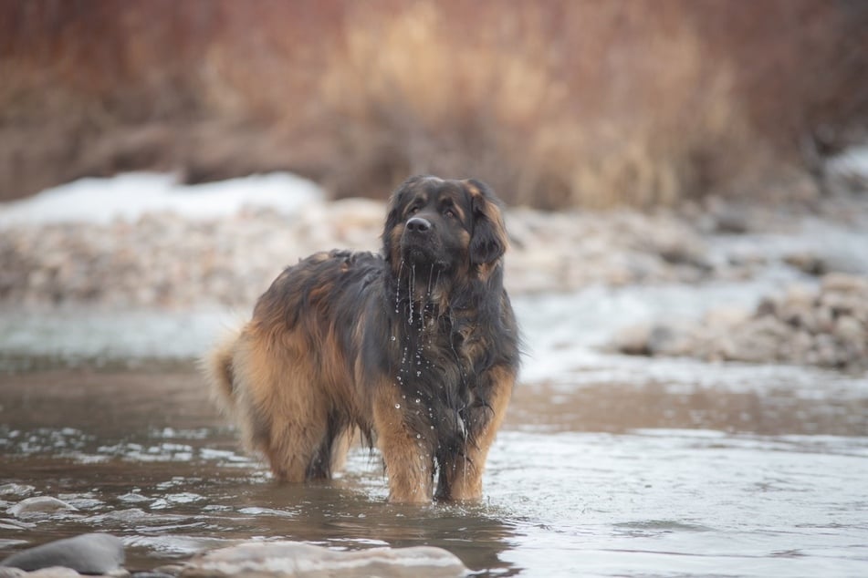 Leonbergers will join the entire family in the water!