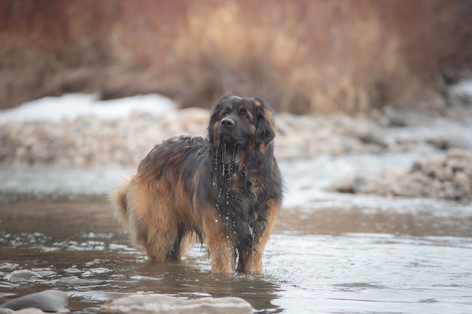 Leonberger lieben das Spielen im Wasser fast so sehr wie ihre Familie.