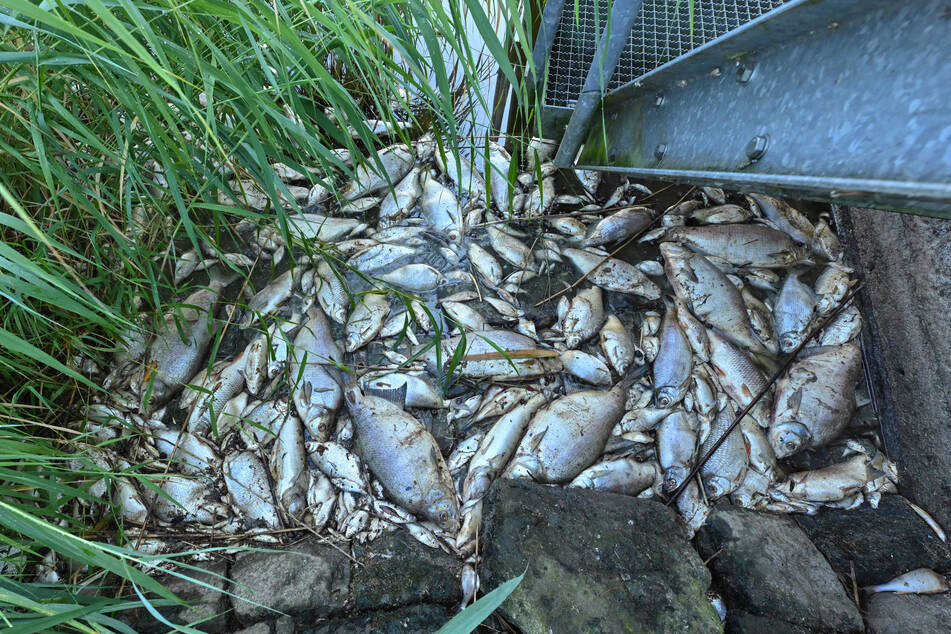Hunderte Fische sind in einem Kanal am Bodensee verendet. (Symbolbild)