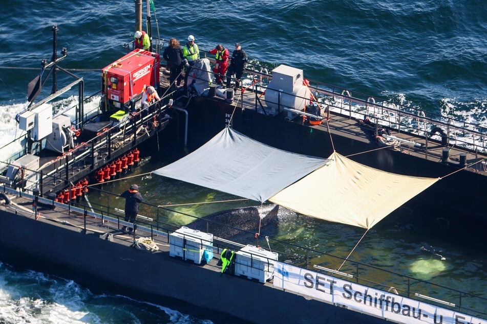 Noch befindet sich der Buckelwal in seiner Barge in der Nähe von Skagen, doch wird er heute noch freigelassen?