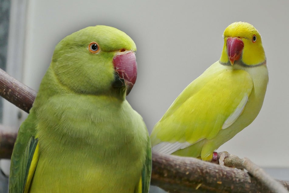 El periquito de collar Bailee (l.) y Borb buscan un hogar juntos.