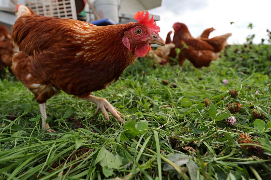 Es wurde vom Veterinäramt angeordnet, den gesamten Bestand eines Legehennenbetriebs mit rund 40.000 Tieren zu töten. (Symbolfoto)