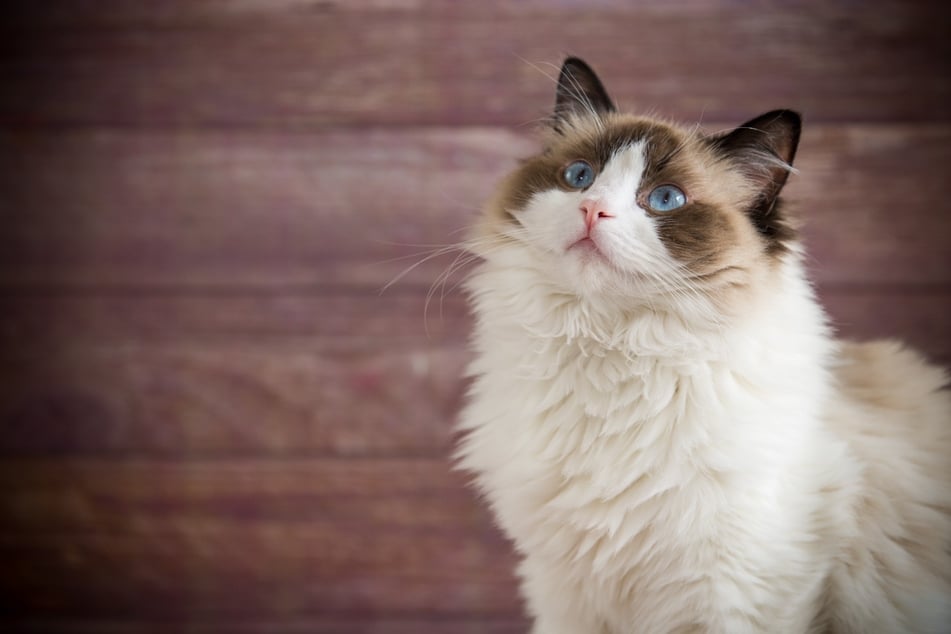 Unter der Rasse Ragdoll gibt es auch immer mal wieder Katzen mit blauen Augen.