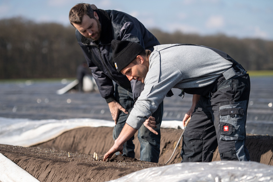 Landwirt Marco Kettelaers (l) erklärt dem Studenten Hendrik Weyenberg wie man Spargel sticht.