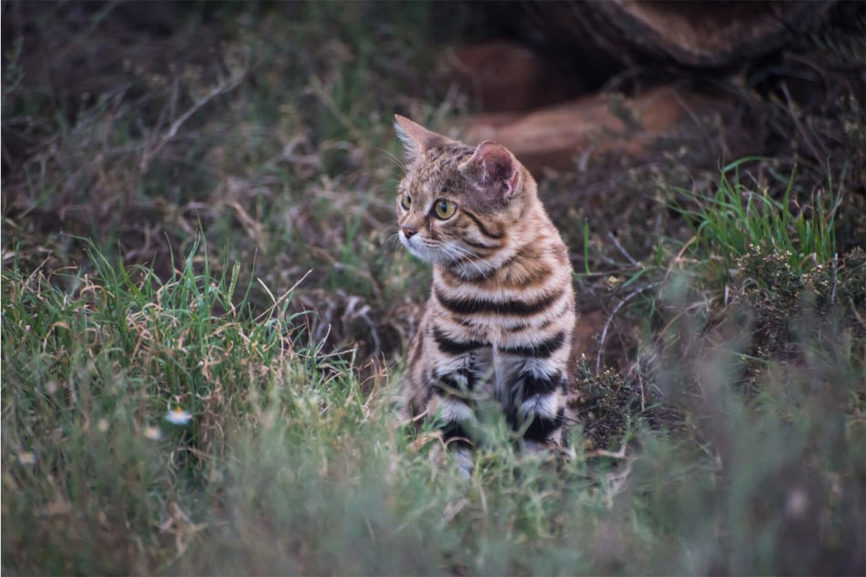 Who would have thought that this little dude is the most dangerous cat in the world?