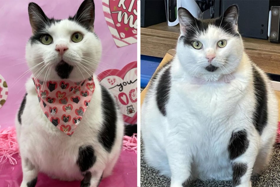 keith the cow cat shows off his stylish and bodacious ways.