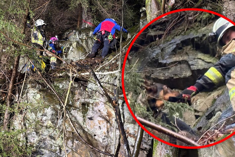 Tierischer Notruf: Schäferhündin Pia sitzt in luftiger Höhe an Feldwand fest